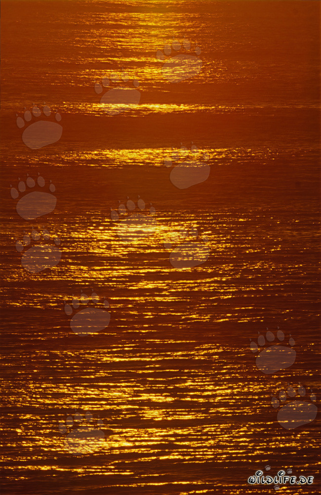 Coucher de soleil romantique sur l'océan azur de Walker Bay, Afrique du Sud