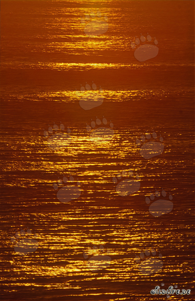 Romantischer Sonnenuntergang über dem azurblauen Ozean in Walker Bay, Südafrika