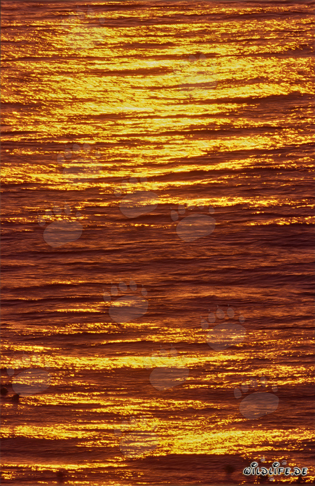Faszinierender Sonnenuntergang an der Walker Bay in Südafrika