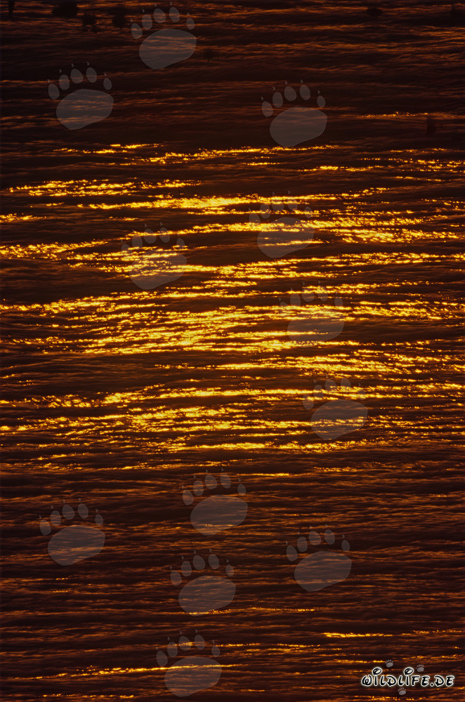 Magischer Sonnenuntergang über der Walker Bay in Südafrika