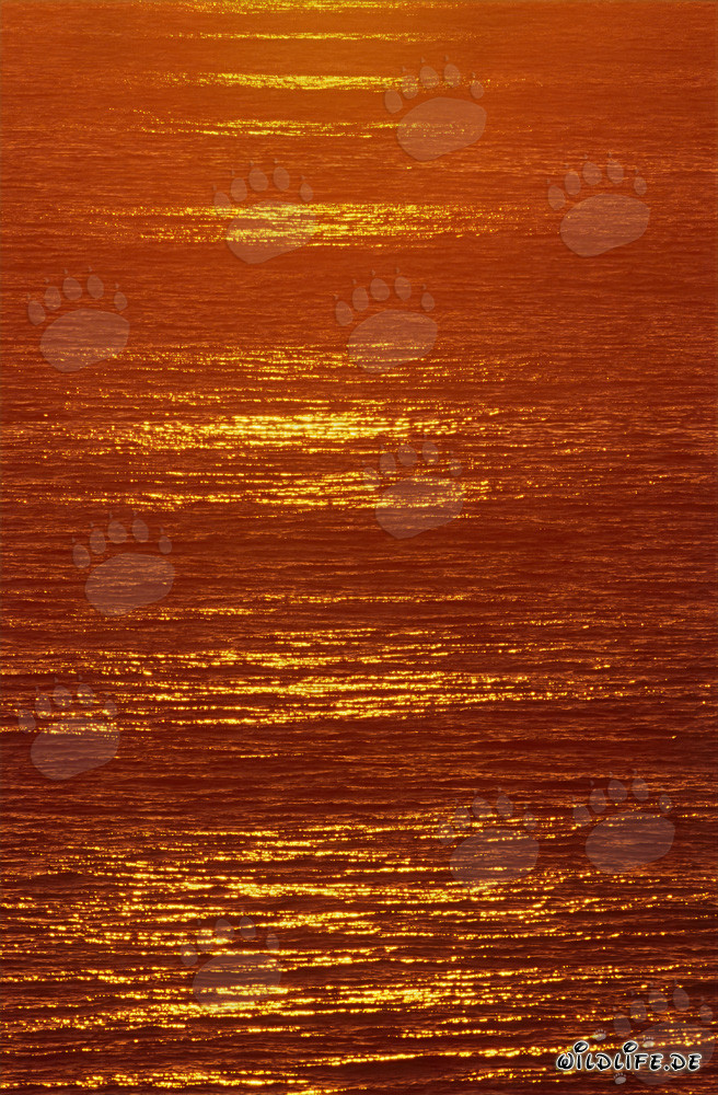 Coucher de soleil romantique sur la baie de Walker en Afrique du Sud