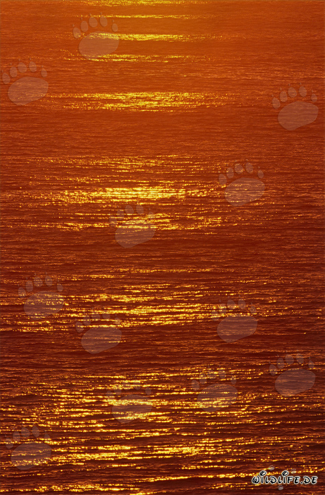 Romantischer Sonnenuntergang über der Walker Bay in Südafrika