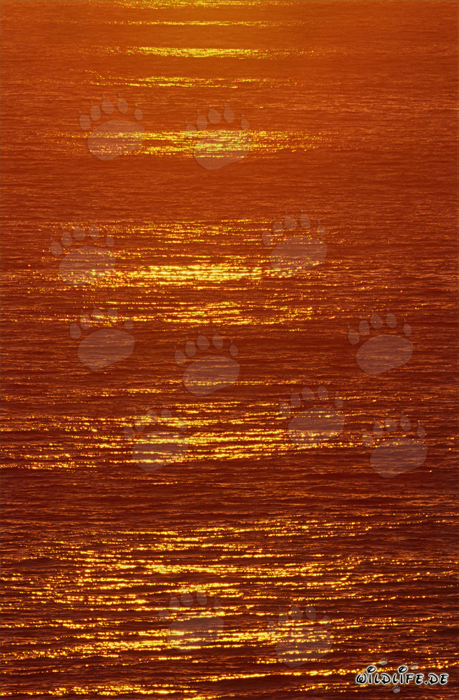 Romantico tramonto sulla baia di Walker in Sudafrica