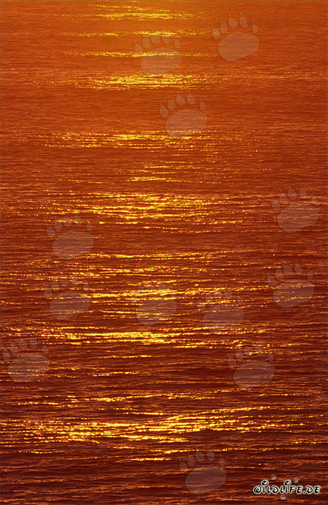Coucher de soleil coloré sur la baie de Walker en Afrique du Sud