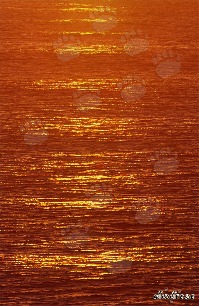Puesta de sol colorida sobre la bahía de Walker en Sudáfrica