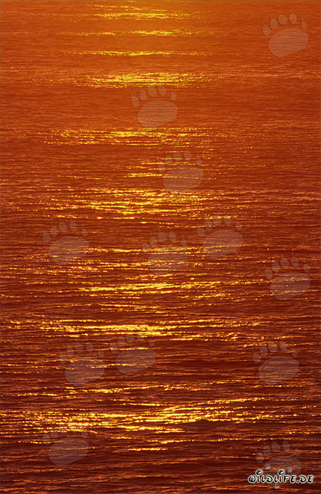 Farbenprächtiger Sonnenuntergang über der Walker Bay in Südafrika