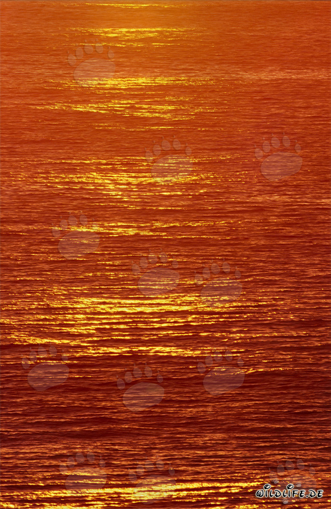 Magischer Sonnenuntergang über der Walker Bay in Südafrika