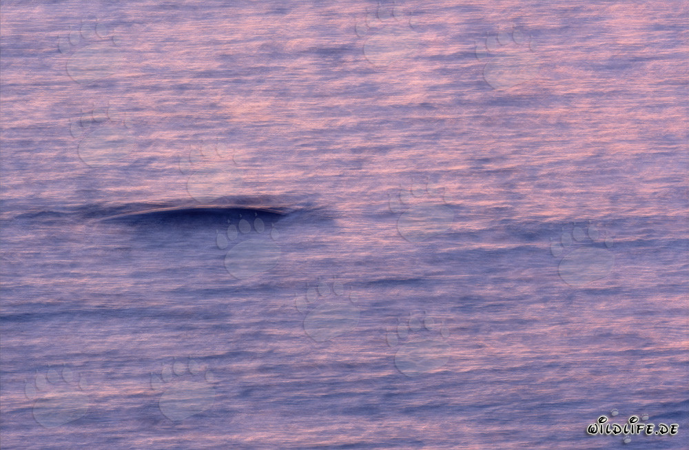 Baleine franche australe dans la lumière du matin magique au large de Gansbaai, Afrique du Sud