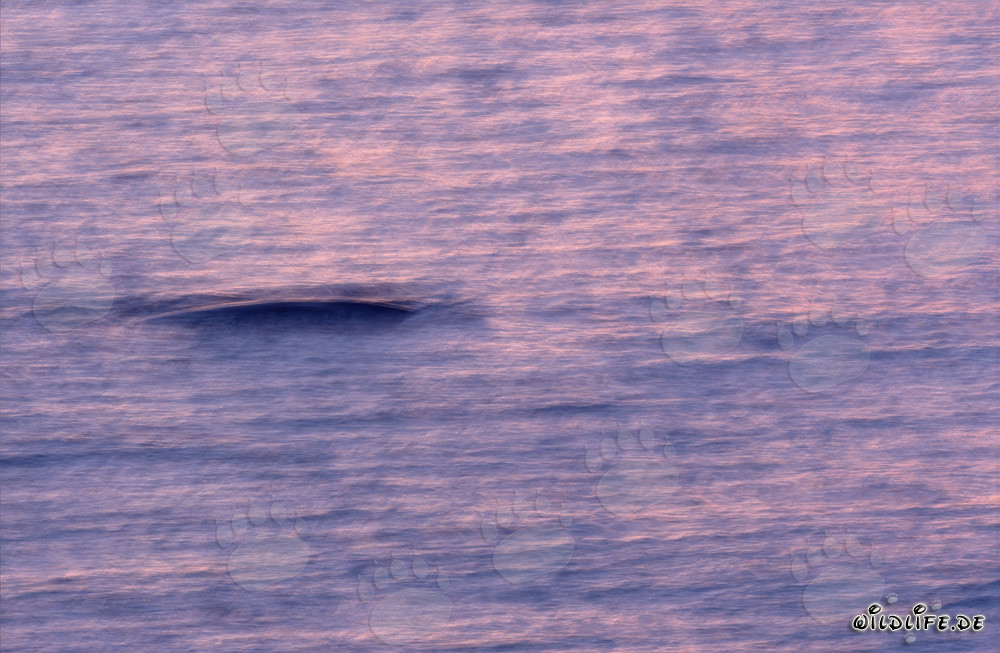 Balena franca australe nella magica luce del mattino al largo della costa di Gansbaai, Sudafrica