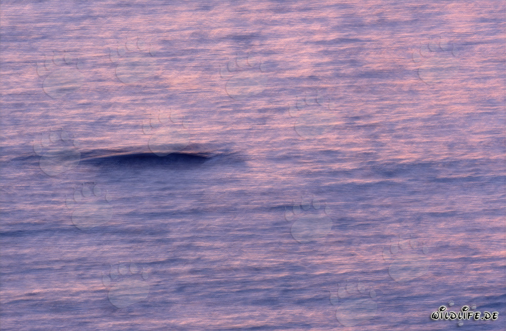 Ballena franca austral en la mágica luz de la mañana frente a la costa de Gansbaai, Sudáfrica