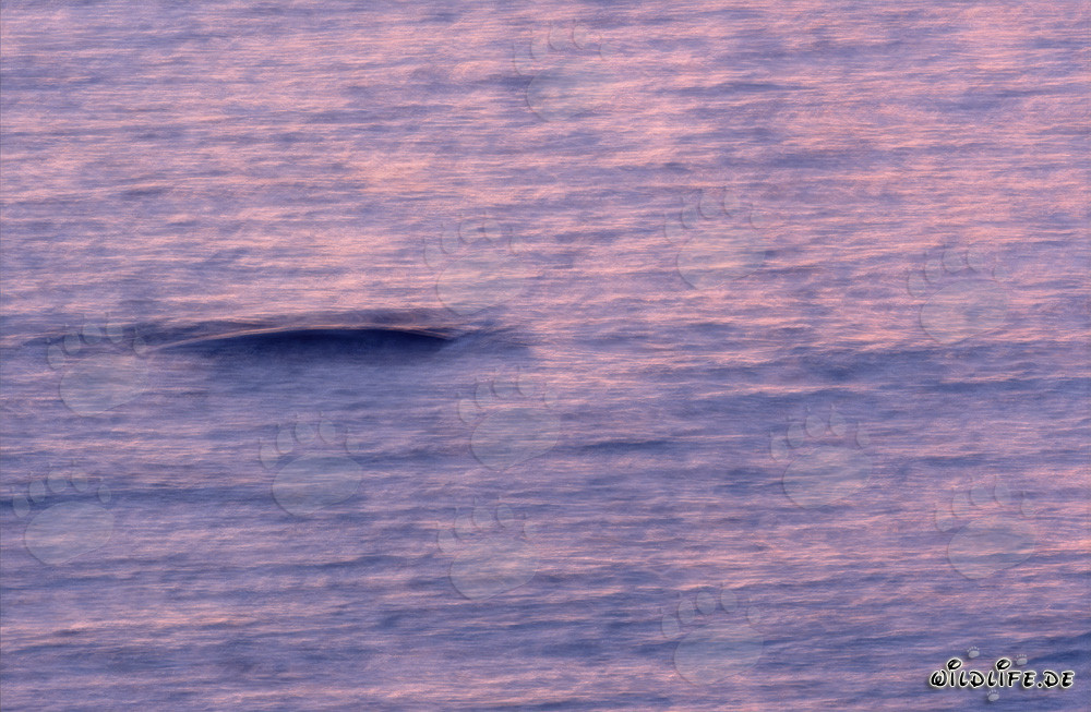 Southern Right Whale in the enchanting morning light off the coast of Gansbaai, South Africa