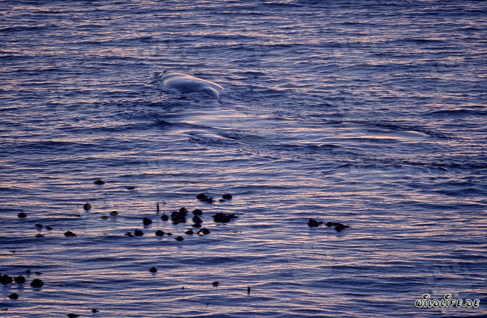 Baleine franche australe majestueuse sur la côte de Gansbaai