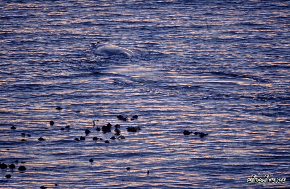 Maestoso balenottera australe sulla costa di Gansbaai