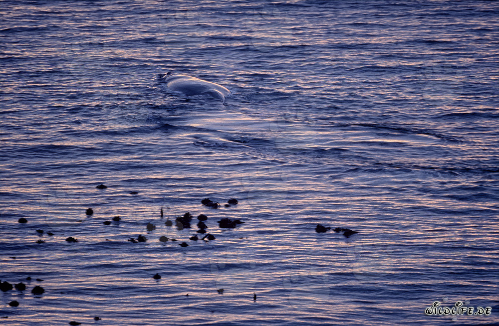 Ballena franca austral majestuosa en la costa de Gansbaai