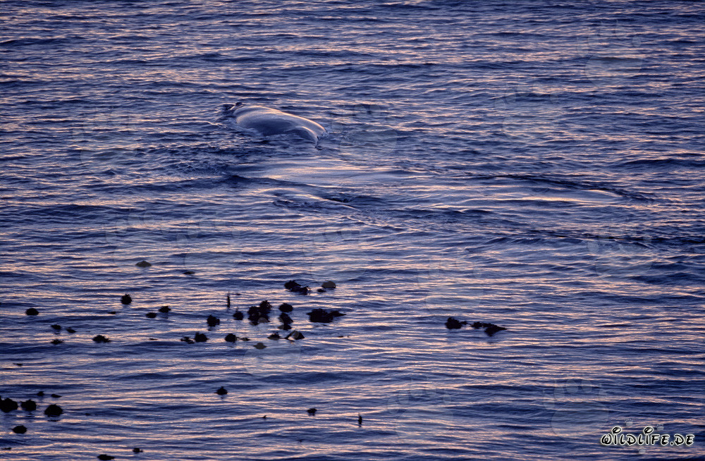 Majestic Southern Right Whale on the Coast of Gansbaai