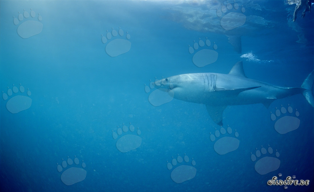 Grand requin blanc à la chasse aux phoques
