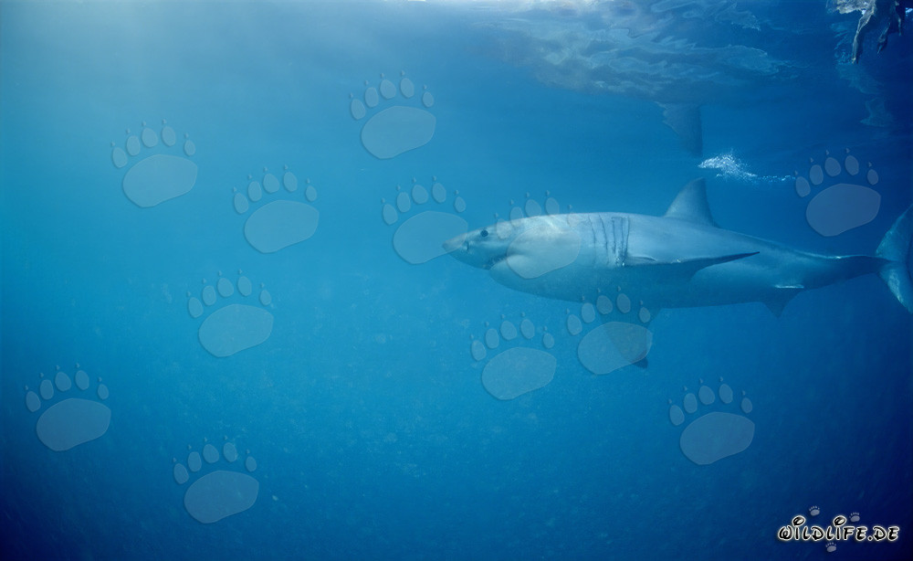 Great White Shark hunting for seals