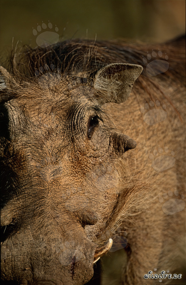 Portrait of a Common Warthog in the Wilderness of South Africa