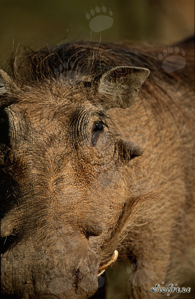 Warzenschwein