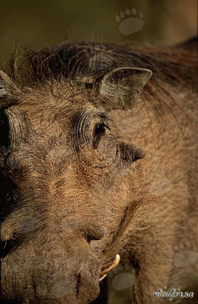 Retrato de un Jabalí Común en la naturaleza salvaje de Sudáfrica
