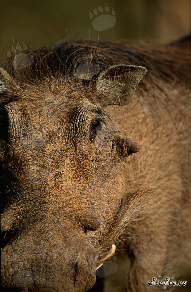 Portrait d'un Phacochère commun dans la nature sauvage d'Afrique du Sud