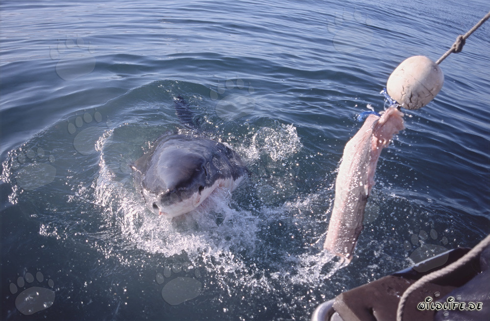 Fascinating Great White Shark follows the bait to the boat