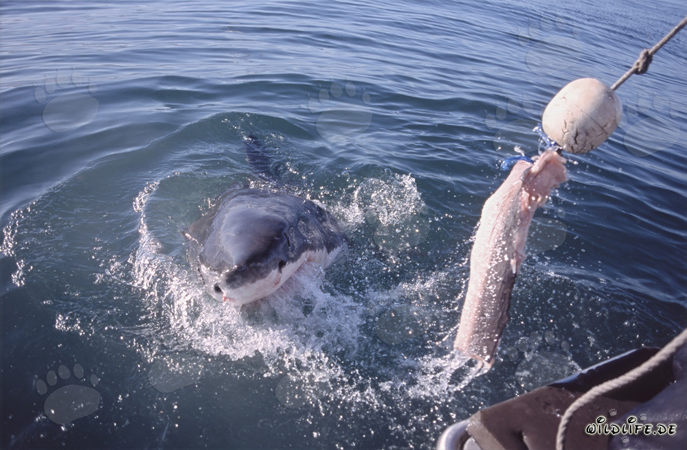 Affascinante squalo bianco segue l'esca verso la barca