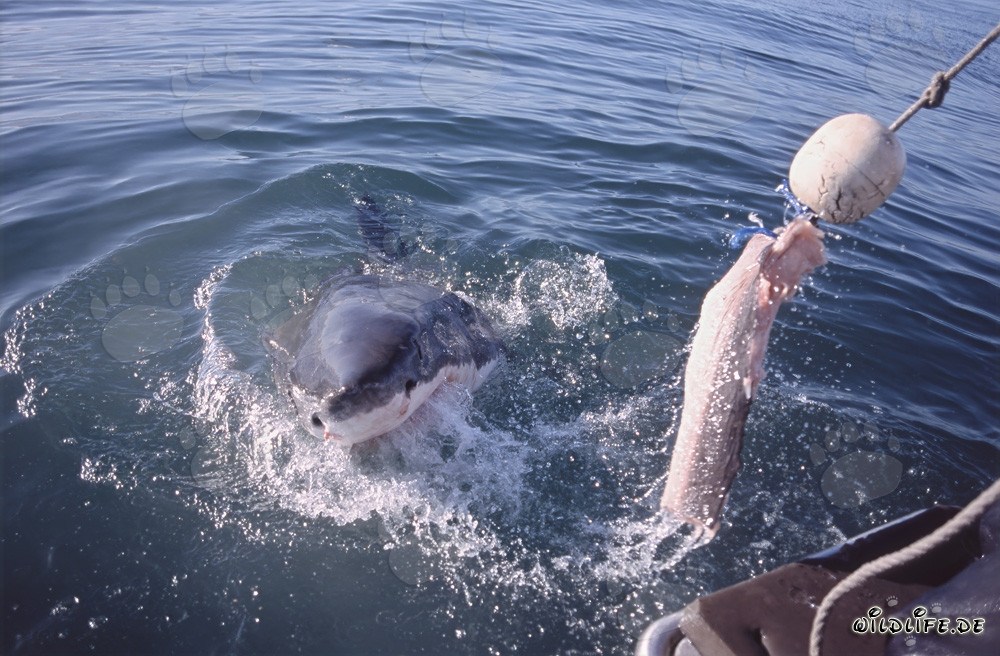 Fascinante tiburón blanco sigue el cebo hasta el barco