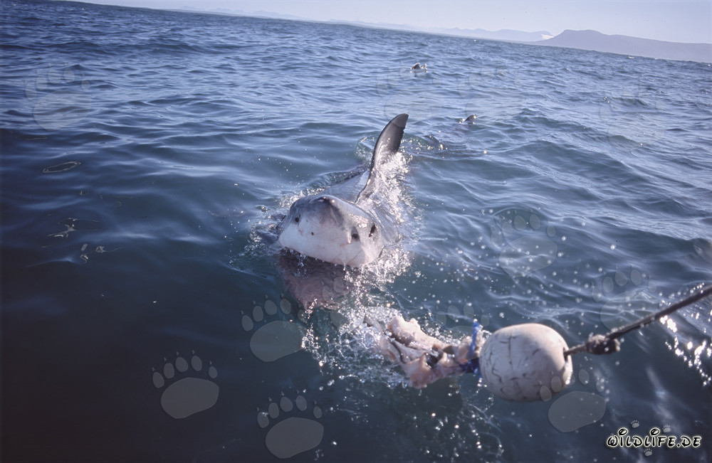 Impressionnant Grand Requin Blanc suit l'appât jusqu'au bateau