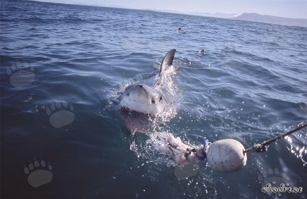 Impressive Great White Shark following the bait to the boat