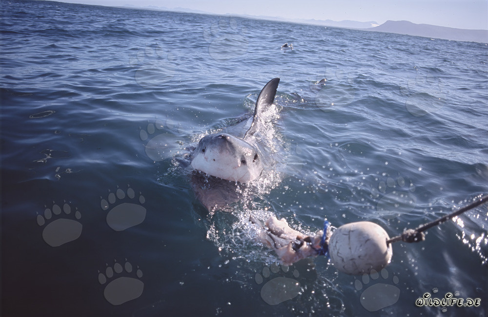 Impressionante Squalo Bianco segue l'esca verso la barca