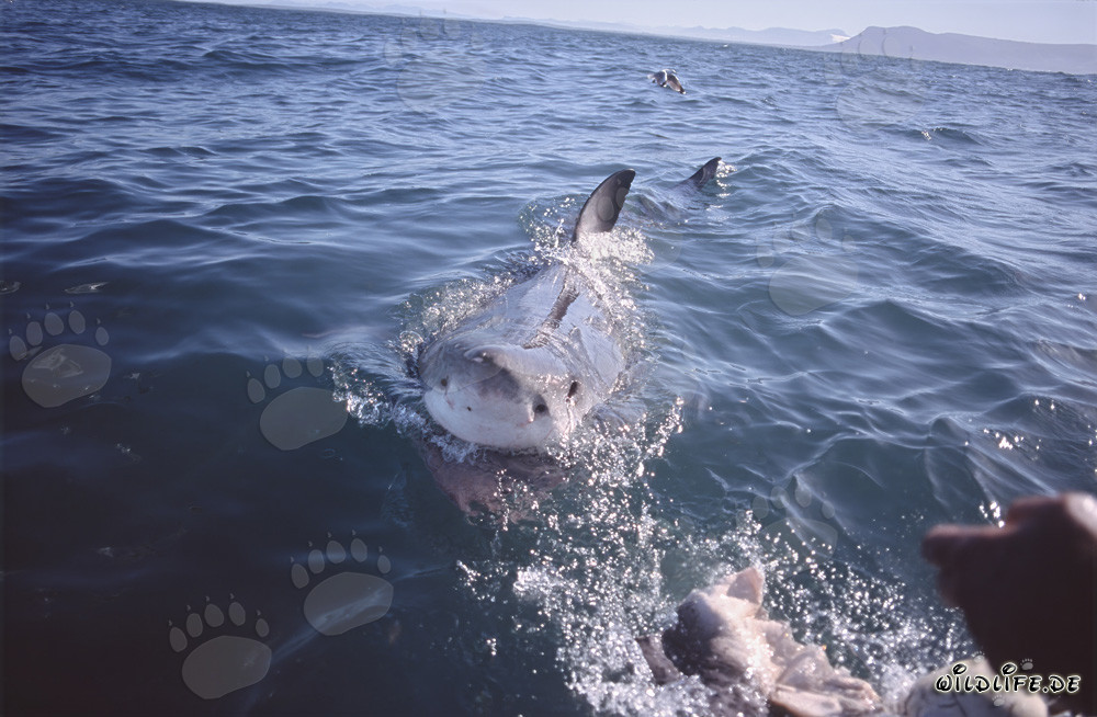 Impresionante Gran Tiburón Blanco a punto de atacar el cebo