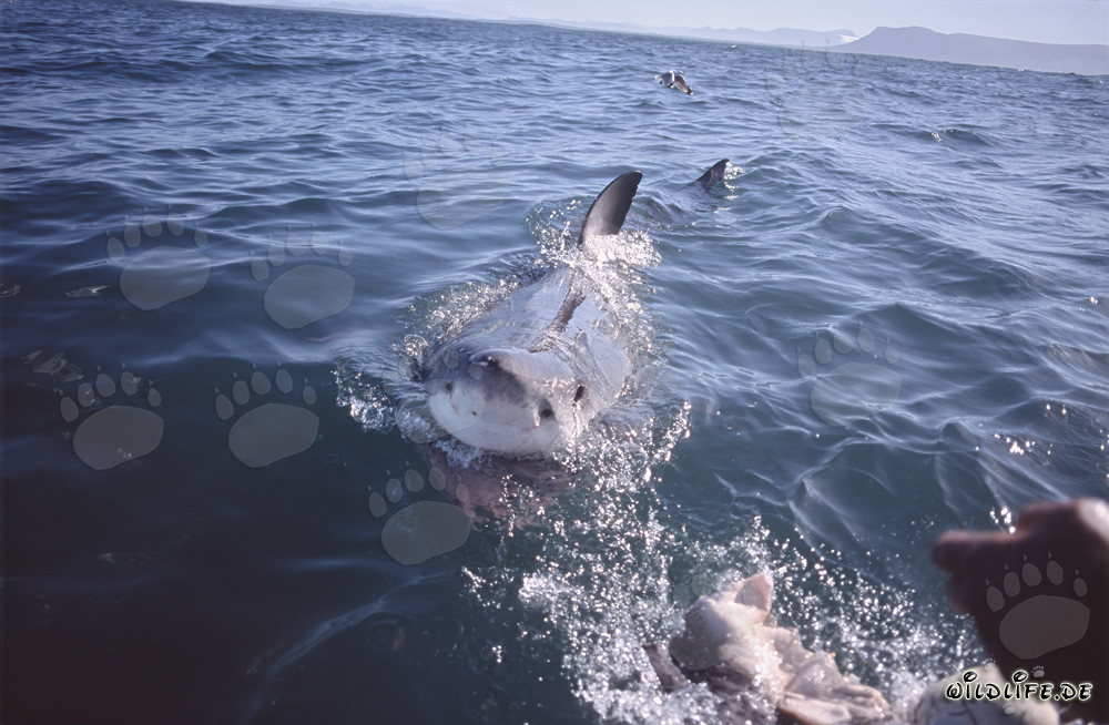 Grand requin blanc impressionnant juste avant d'attaquer l'appât