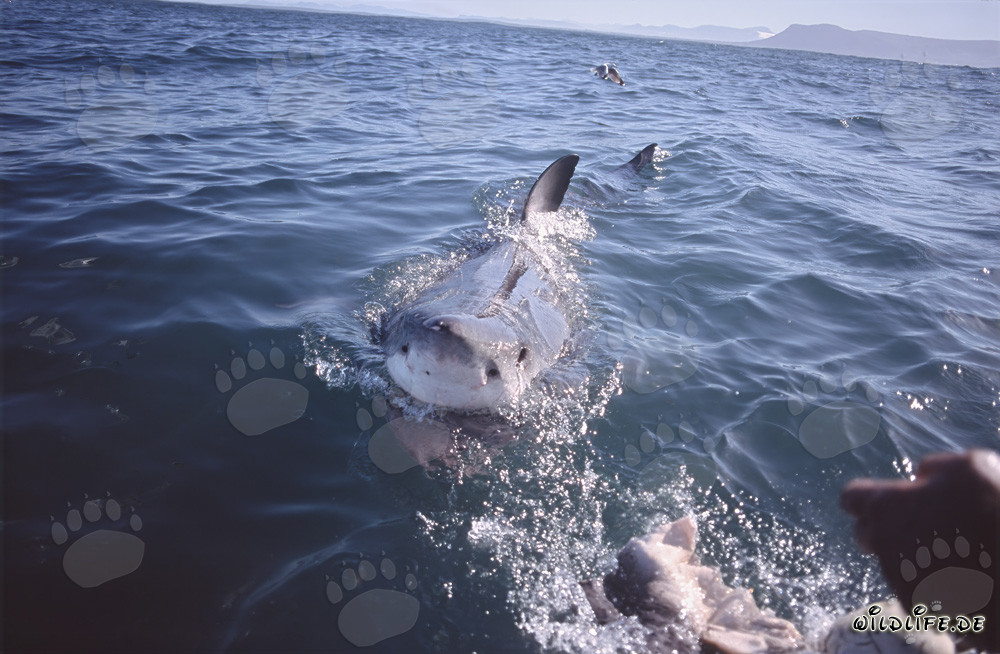 Impressionante Squalo Bianco poco prima dell'attacco all'esca