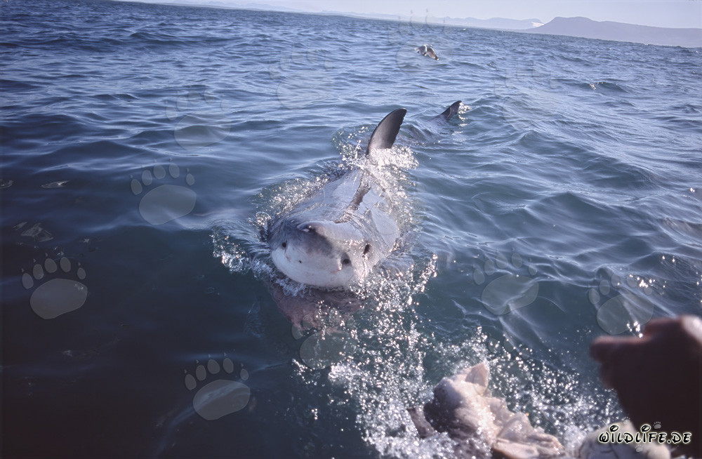 Beeindruckender Weißer Hai kurz vor dem Angriff auf den Köder