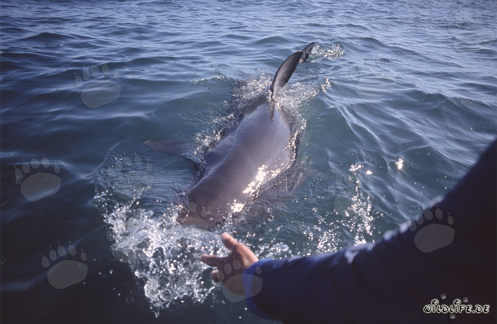 Dorsal Fin of the Great White Shark - Unique Feature of Carcharodon carcharias