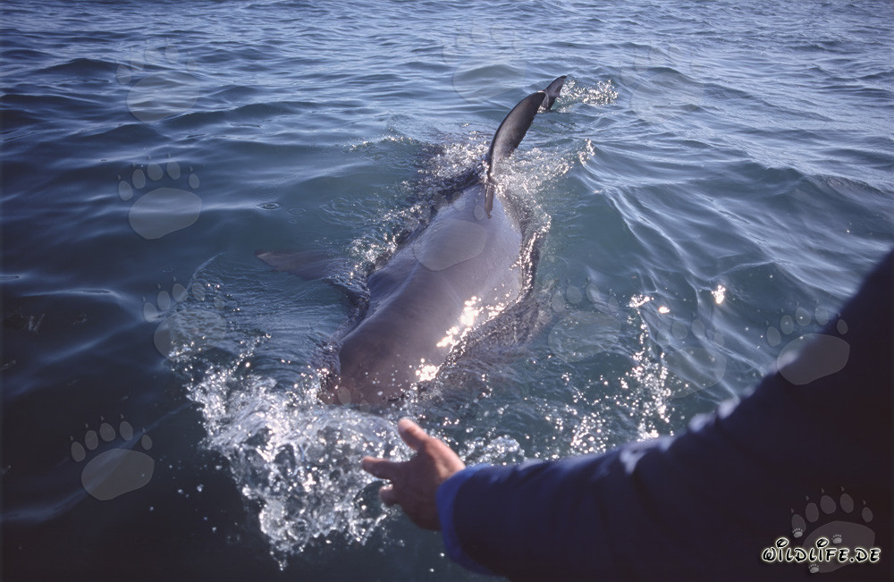 Aleta dorsal del tiburón blanco - Característica única de Carcharodon carcharias