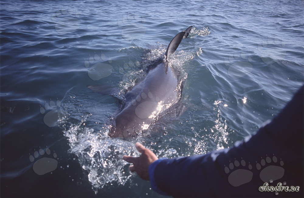 Rückenflosse des Weißen Hais - Einzigartiges Erkennungsmerkmal der Carcharodon carcharias