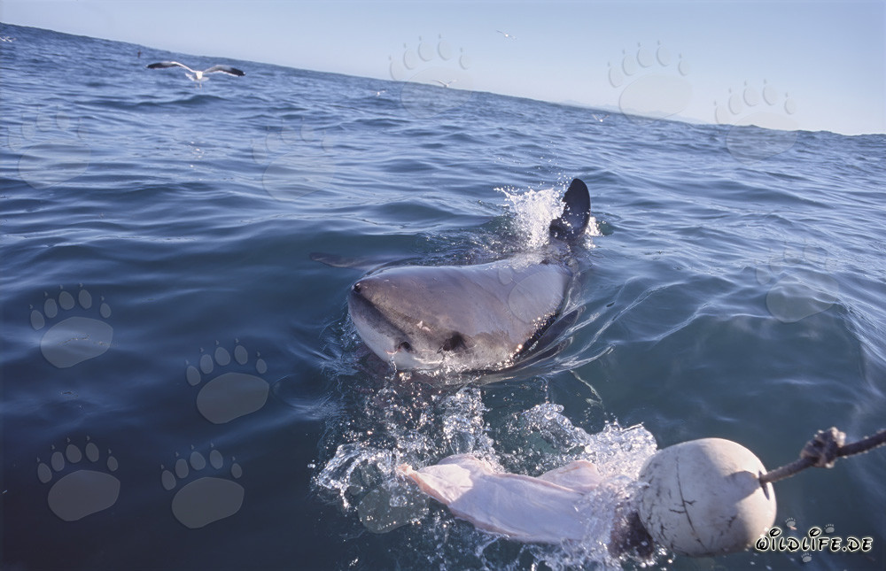 Gran tiburón blanco frente a la costa de Sudáfrica