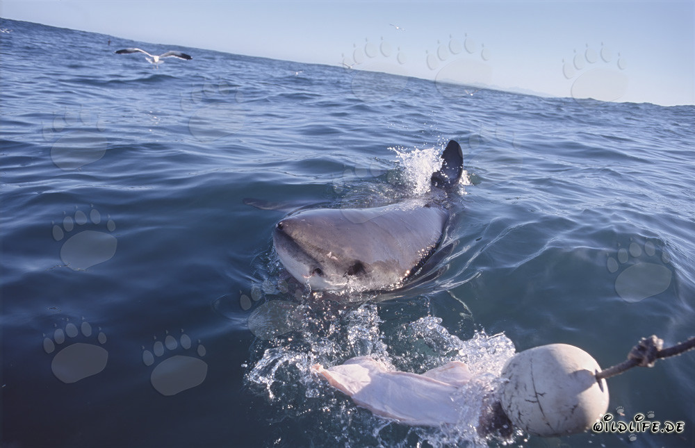 Grand requin blanc au large des côtes de l'Afrique du Sud