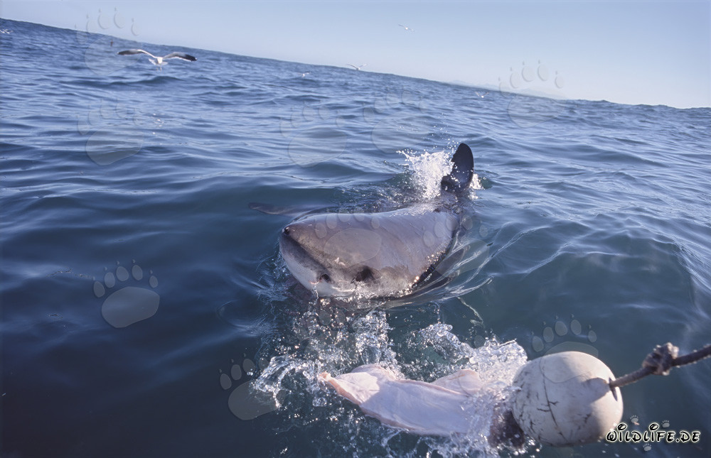 Grande squalo bianco al largo delle coste del Sudafrica