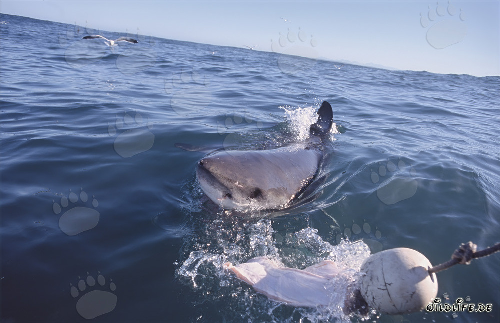 Great White Shark off the coast of South Africa