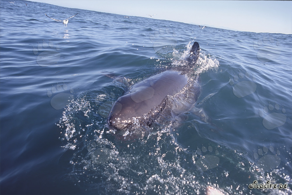 Gran tiburón blanco en la superficie del mar frente a la Isla Dyer