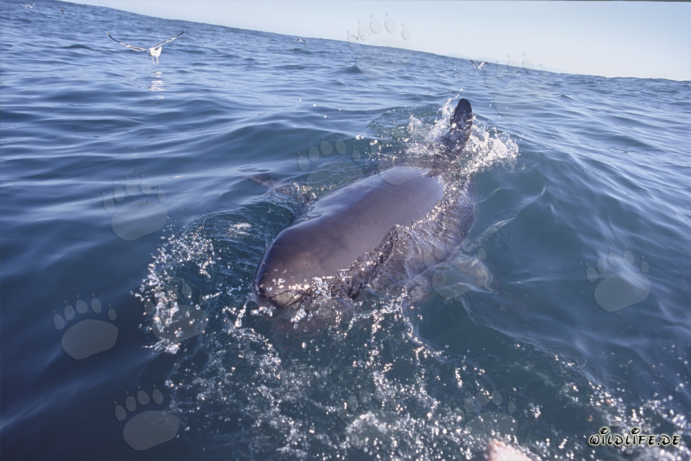 Grand requin blanc à la surface de la mer près de l'île Dyer