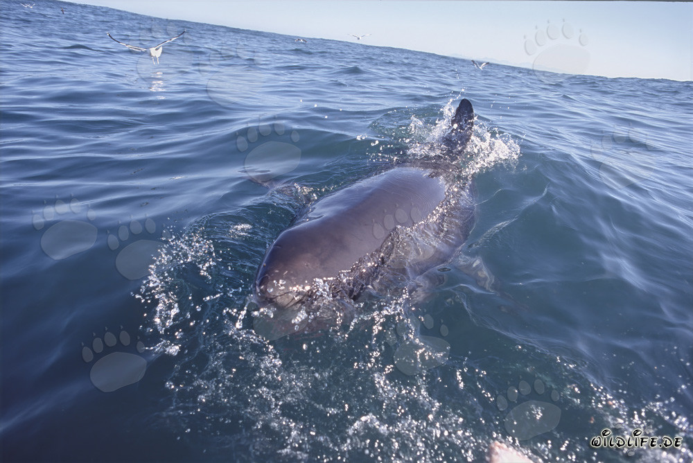 Impressive Great White Shark at the Ocean Surface near Dyer Island