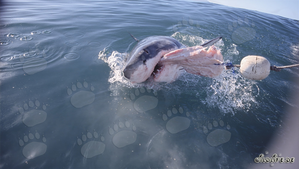 Great White Shark Bites into the Bait
