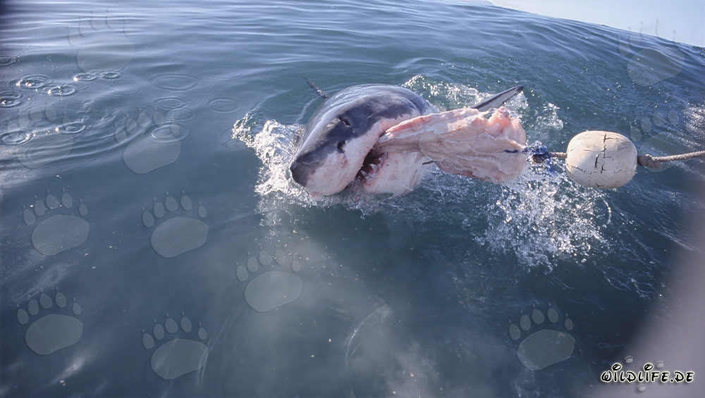 Requin blanc mord dans l'appât pour poissons