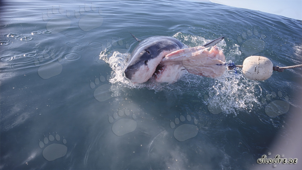 Tiburón blanco muerde en el cebo de pescado