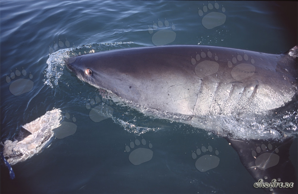Grand requin blanc nage au large de Gansbaai