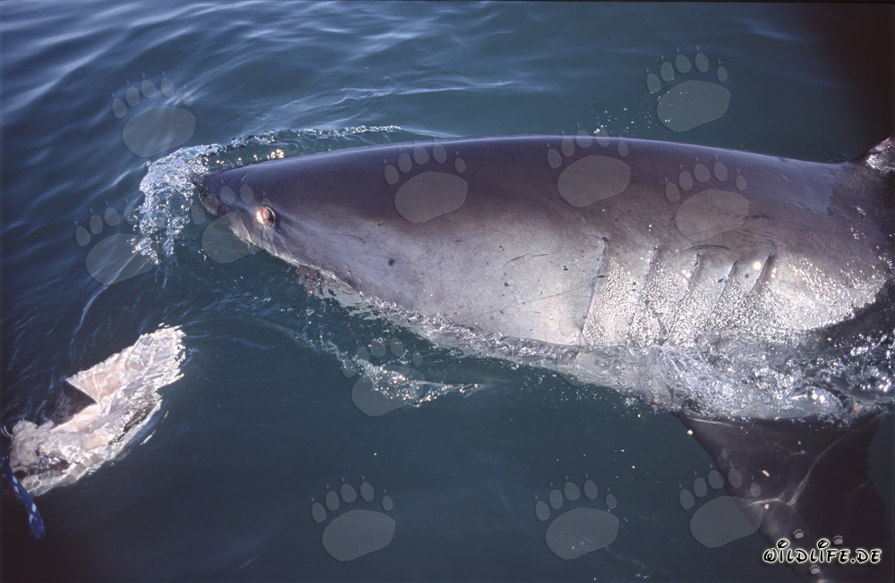 Majestic Great White Shark swimming off the coast of Gansbaai